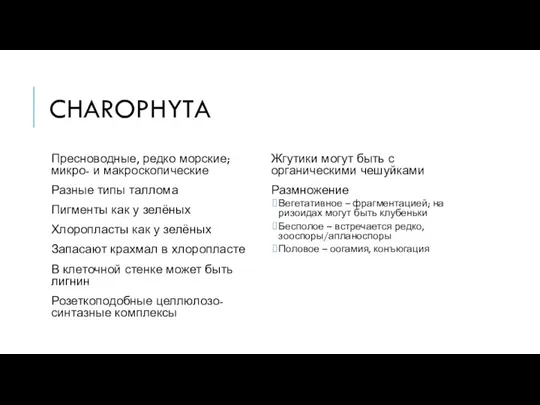 CHAROPHYTA Пресноводные, редко морские; микро- и макроскопические Разные типы таллома