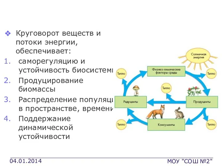 Основные процессы БГЦ Круговорот веществ и потоки энергии, обеспечивает: саморегуляцию