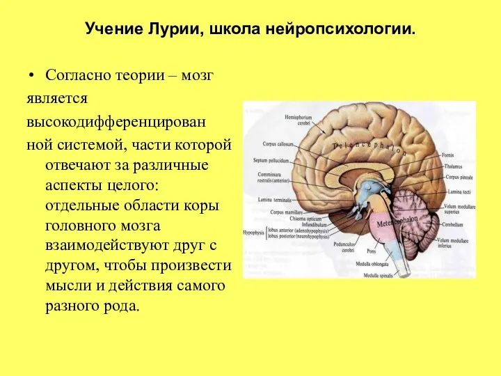 Учение Лурии, школа нейропсихологии. Согласно теории – мозг является высокодифференцирован ной системой, части