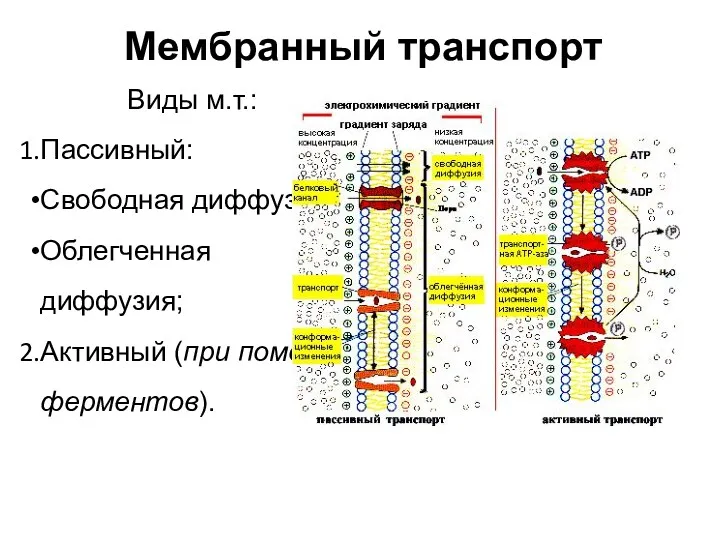 Мембранный транспорт Виды м.т.: Пассивный: Свободная диффузия; Облегченная диффузия; Активный (при помощи ферментов).