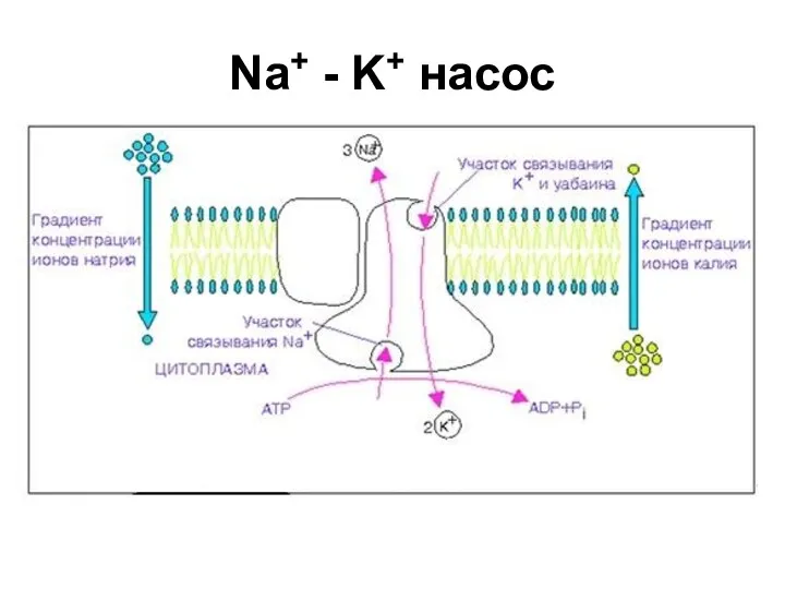 Na+ - K+ насос