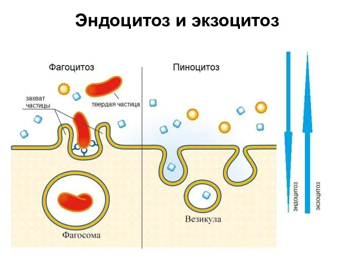 Эндоцитоз и экзоцитоз