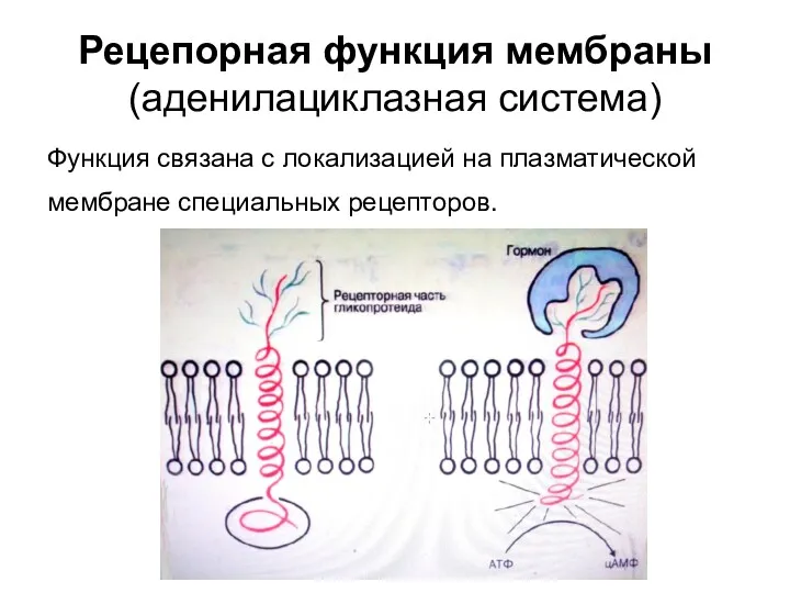 Рецепорная функция мембраны (аденилациклазная система) Функция связана с локализацией на плазматической мембране специальных рецепторов.