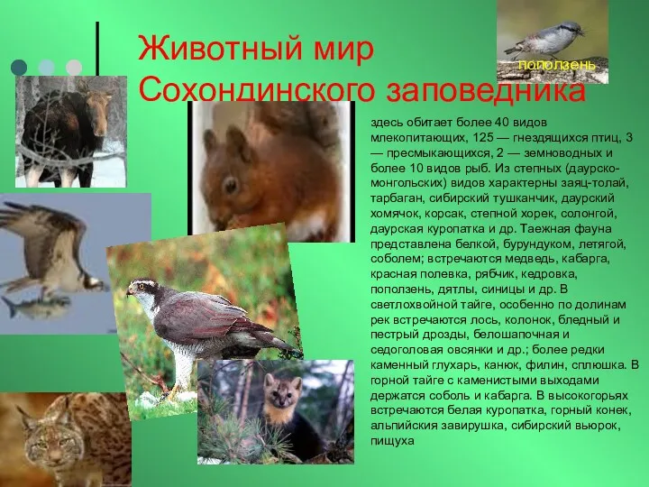 Животный мир Сохондинского заповедника здесь обитает более 40 видов млекопитающих,