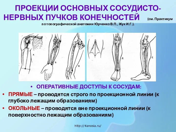 ПРОЕКЦИИ ОСНОВНЫХ СОСУДИСТО-НЕРВНЫХ ПУЧКОВ КОНЕЧНОСТЕЙ (см. Практикум по топографической анатомии