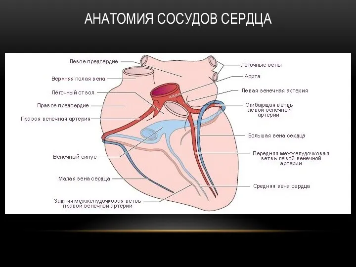 АНАТОМИЯ СОСУДОВ СЕРДЦА