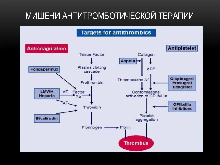 МИШЕНИ АНТИТРОМБОТИЧЕСКОЙ ТЕРАПИИ