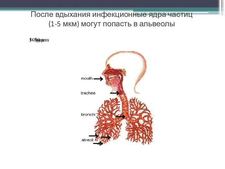 После вдыхания инфекционные ядра частиц (1-5 мкм) могут попасть в альвеолы