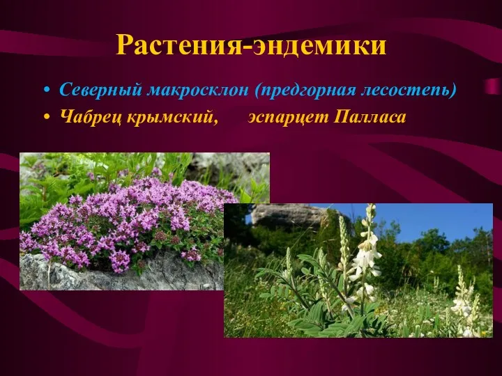Растения-эндемики Северный макросклон (предгорная лесостепь) Чабрец крымский, эспарцет Палласа