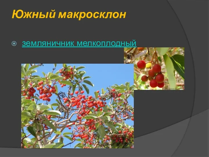 Южный макросклон земляничник мелкоплодный