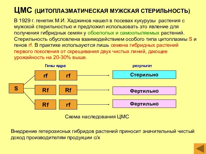 ЦМС (ЦИТОПЛАЗМАТИЧЕСКАЯ МУЖСКАЯ СТЕРИЛЬНОСТЬ) В 1929 г. генетик М.И. Хаджинов