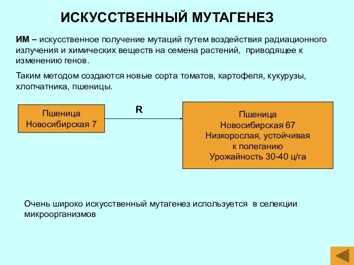 ИСКУССТВЕННЫЙ МУТАГЕНЕЗ ИМ – искусственное получение мутаций путем воздействия радиационного