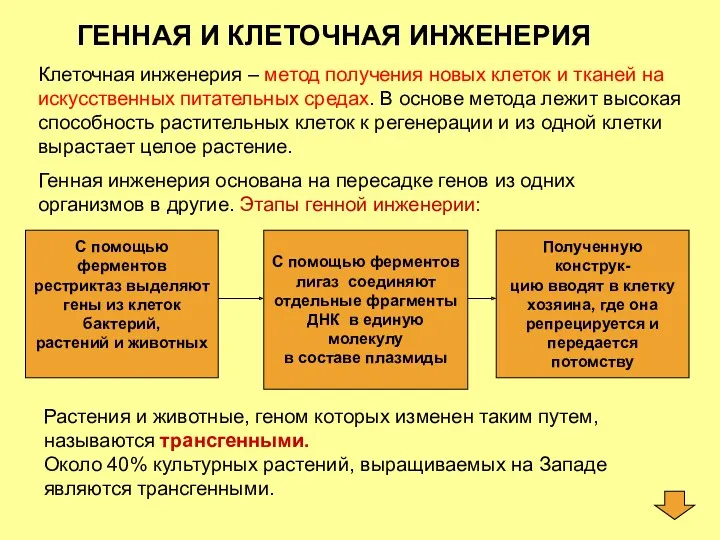 ГЕННАЯ И КЛЕТОЧНАЯ ИНЖЕНЕРИЯ Клеточная инженерия – метод получения новых