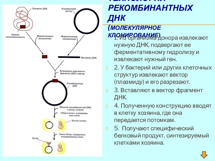 ТЕХНОЛОГИЯ РЕКОМБИНАНТНЫХ ДНК (МОЛЕКУЛЯРНОЕ КЛОНИРОВАНИЕ) 1. Из организма донора извлекают