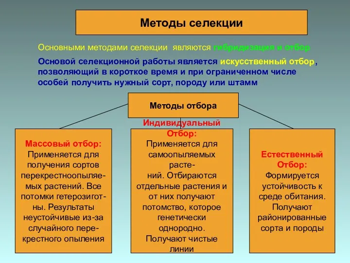 Методы селекции Основными методами селекции являются гибридизация и отбор Основой