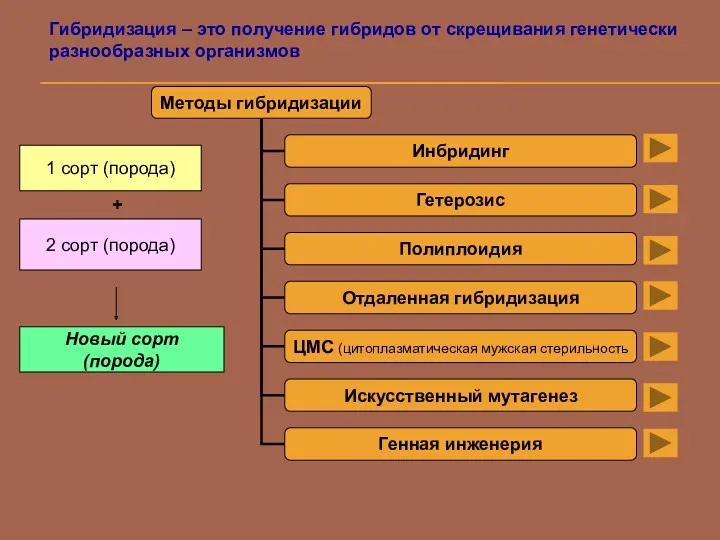 Гибридизация – это получение гибридов от скрещивания генетически разнообразных организмов