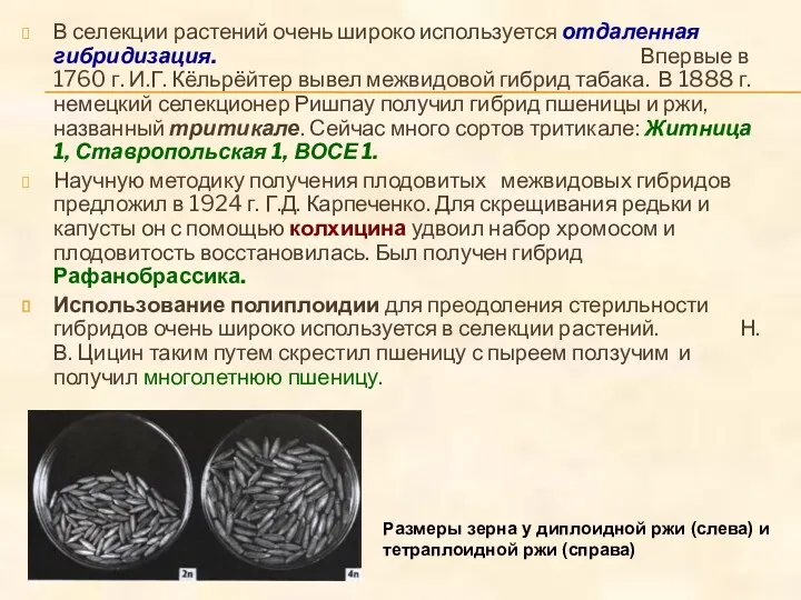 В селекции растений очень широко используется отдаленная гибридизация. Впервые в