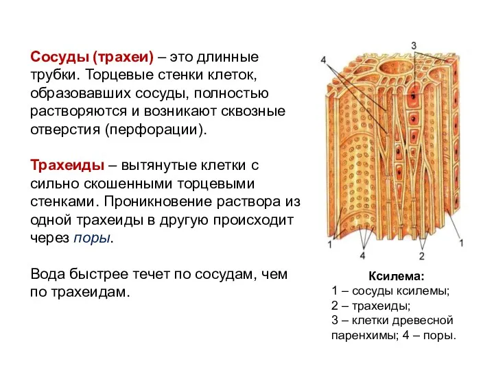 Сосуды (трахеи) – это длинные трубки. Торцевые стенки клеток, образовавших
