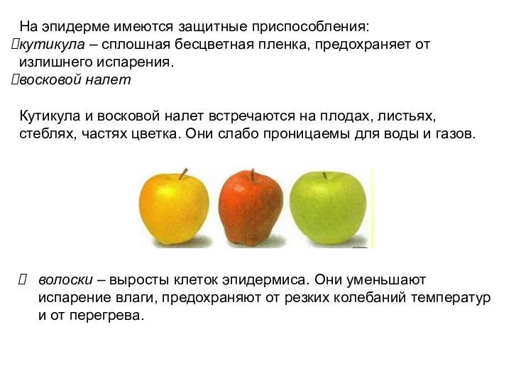 На эпидерме имеются защитные приспособления: кутикула – сплошная бесцветная пленка,