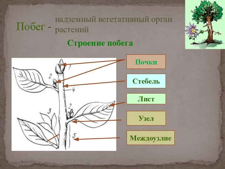 Побег - надземный вегетативный орган растений Стебель Лист Почки Строение побега Междоузлие Узел