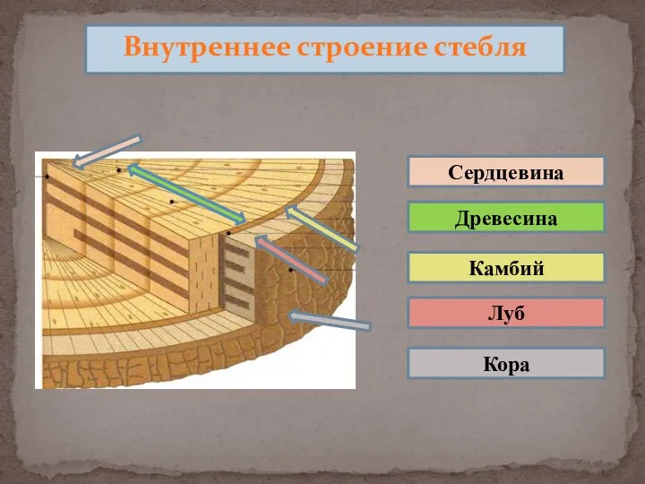 Сердцевина Древесина Кора Камбий Луб