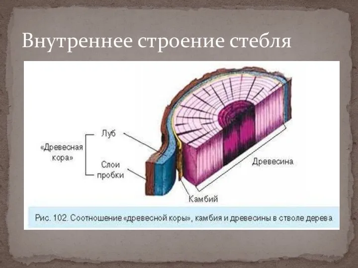 Внутреннее строение стебля