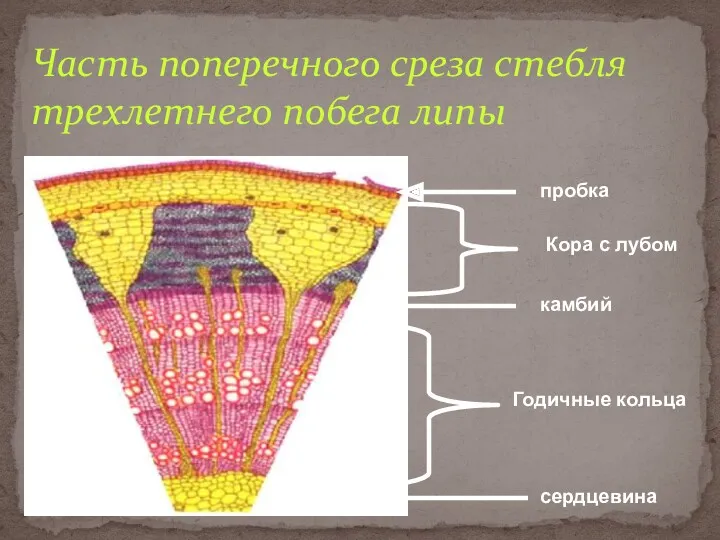 Часть поперечного среза стебля трехлетнего побега липы пробка Кора с лубом камбий Годичные кольца сердцевина