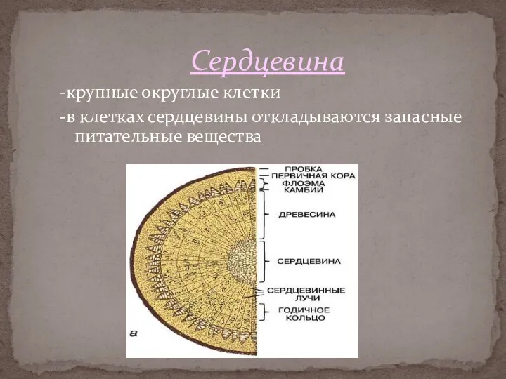 Сердцевина -крупные округлые клетки -в клетках сердцевины откладываются запасные питательные вещества