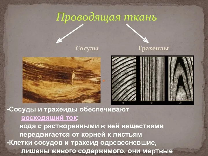 Проводящая ткань Сосуды Трахеиды Сосуды и трахеиды обеспечивают восходящий ток: