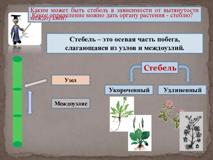 Стебель – это осевая часть побега, слагающаяся из узлов и