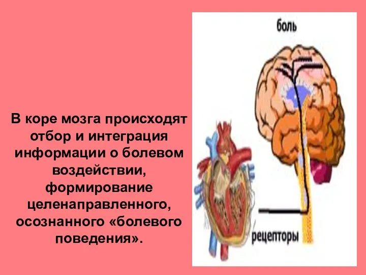 В коре мозга происходят отбор и интеграция информации о болевом воздействии, формирование целенаправленного, осознанного «болевого поведения».