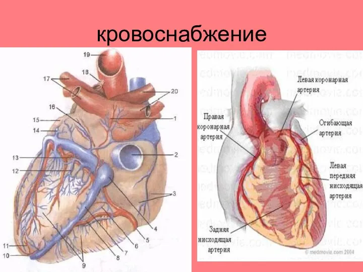 кровоснабжение