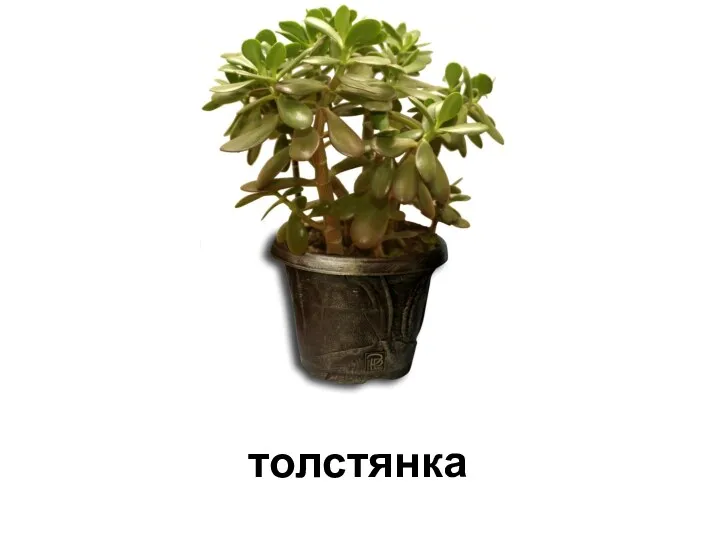 толстянка