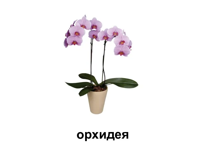 орхидея