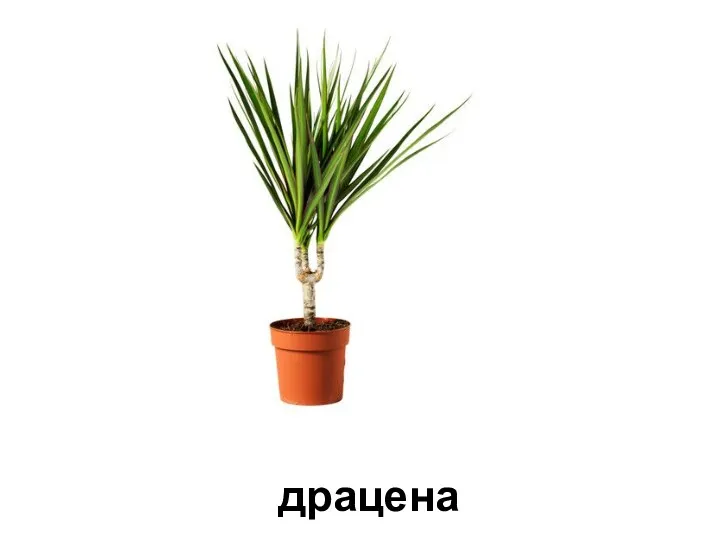 драцена