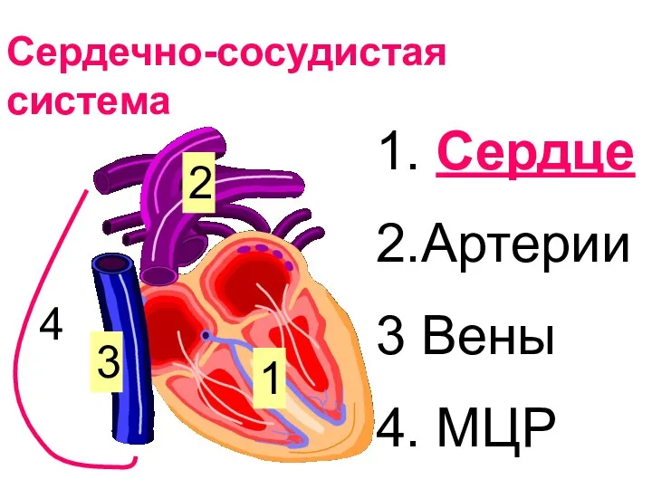 1. Сердце 2.Артерии 3 Вены 4. МЦР 1 2 3 4 Сердечно-сосудистая система