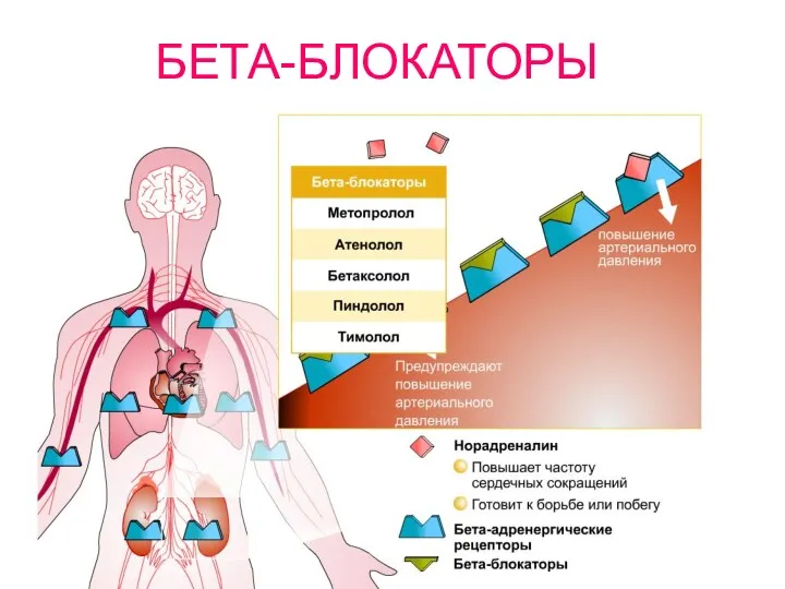 БЕТА-БЛОКАТОРЫ