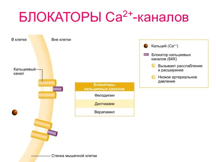 БЛОКАТОРЫ Ca2+-каналов