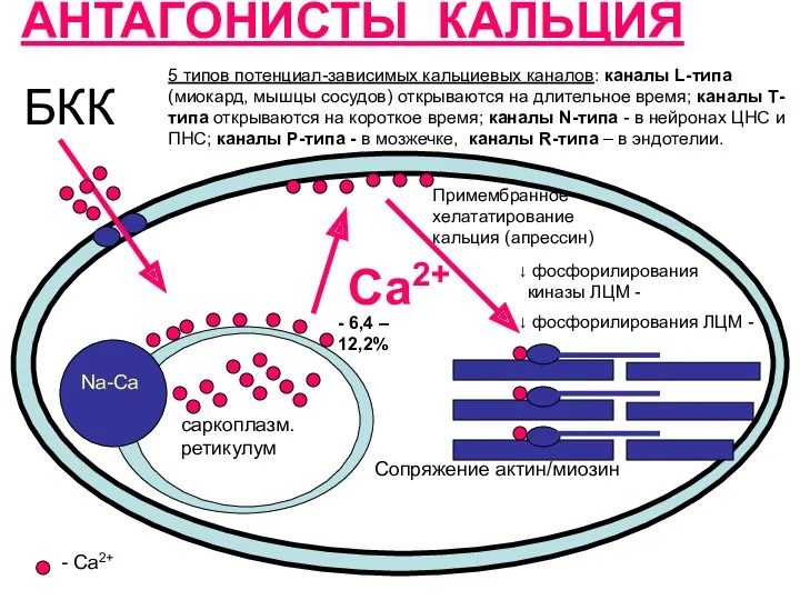 АНТАГОНИСТЫ КАЛЬЦИЯ БКК саркоплазм. ретикулум Сопряжение актин/миозин Са2+ Na-Ca -