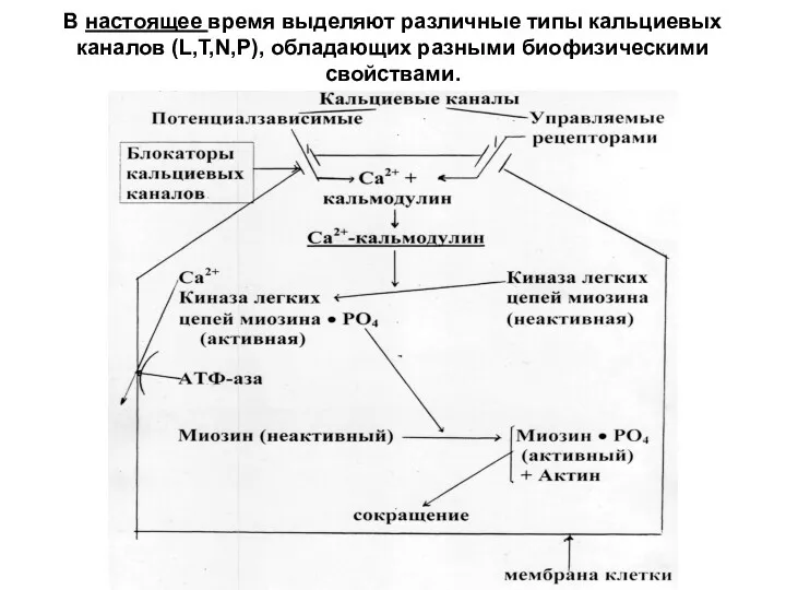 В настоящее время выделяют различные типы кальциевых каналов (L,T,N,P), обладающих разными биофизическими свойствами.