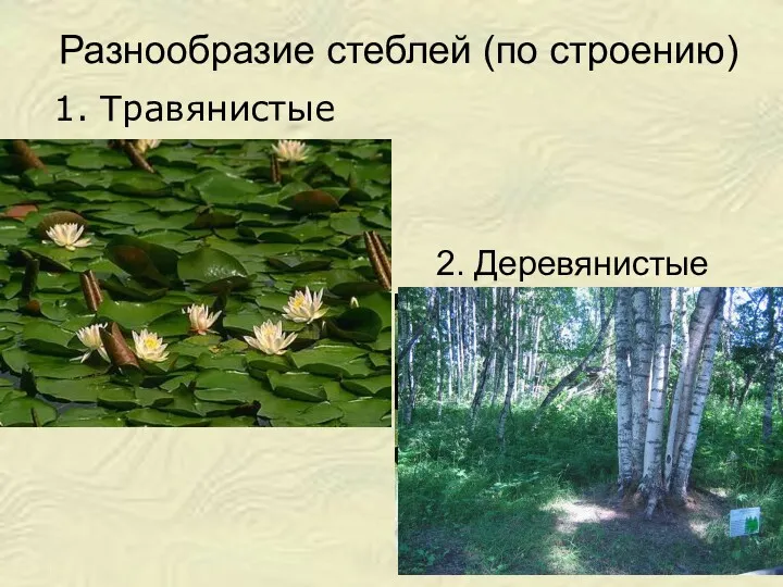 Разнообразие стеблей (по строению) 2. Деревянистые 1. Травянистые