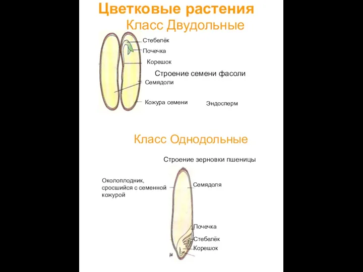 Класс Двудольные Цветковые растения Семядоли Кожура семени Корешок Стебелёк Почечка