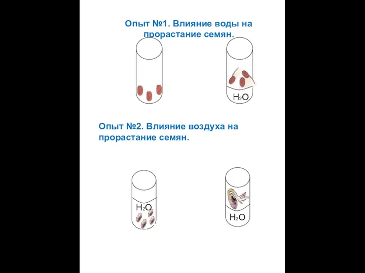 Опыт №1. Влияние воды на прорастание семян. H2O Опыт №2.