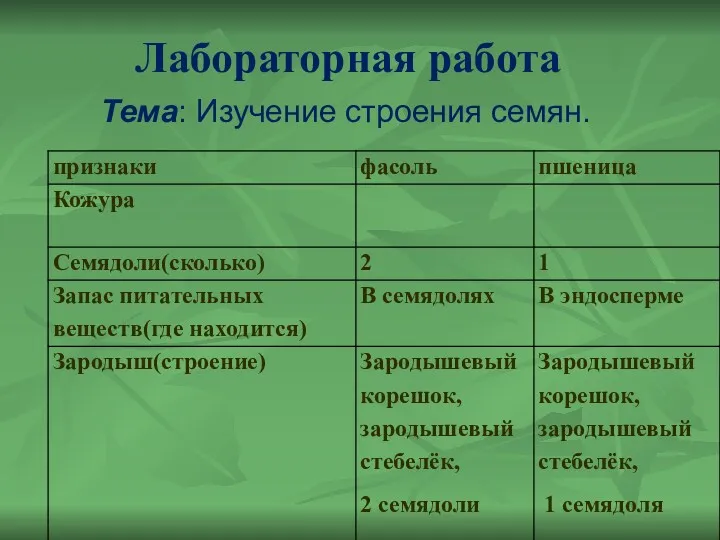 Лабораторная работа Тема: Изучение строения семян.