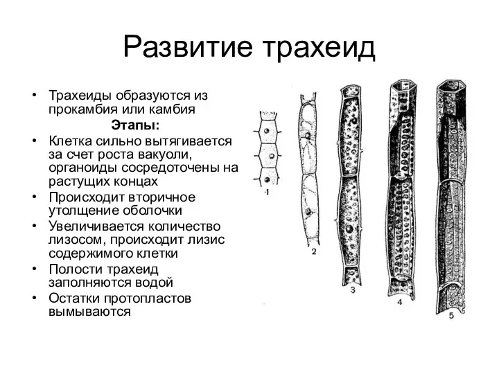 Развитие трахеид Трахеиды образуются из прокамбия или камбия Этапы: Клетка