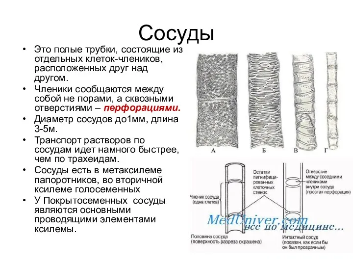 Сосуды Это полые трубки, состоящие из отдельных клеток-члеников, расположенных друг