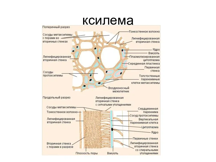 ксилема