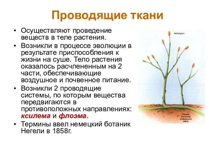 Проводящие ткани Осуществляют проведение веществ в теле растения. Возникли в