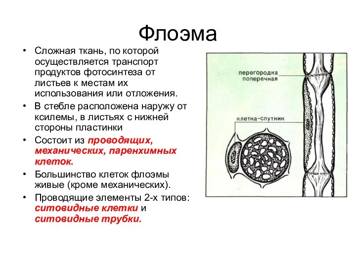 Флоэма Сложная ткань, по которой осуществляется транспорт продуктов фотосинтеза от