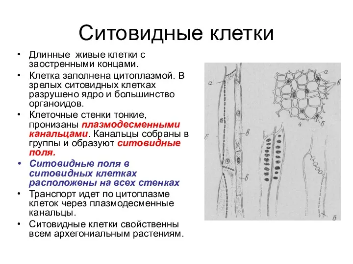 Ситовидные клетки Длинные живые клетки с заостренными концами. Клетка заполнена